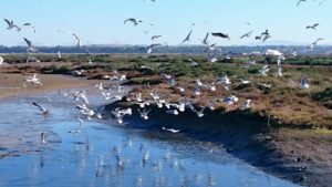Avistamiento aves salinas de chiclana